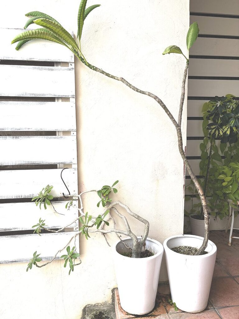 41. Plumeria, Plant